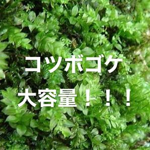 【大容量】コツボゴケ 苔 こけ 苔玉 苔庭 テラリウム アクアリウム 盆栽 苔リウム コケリウム コケ パルダリウム 観葉植物