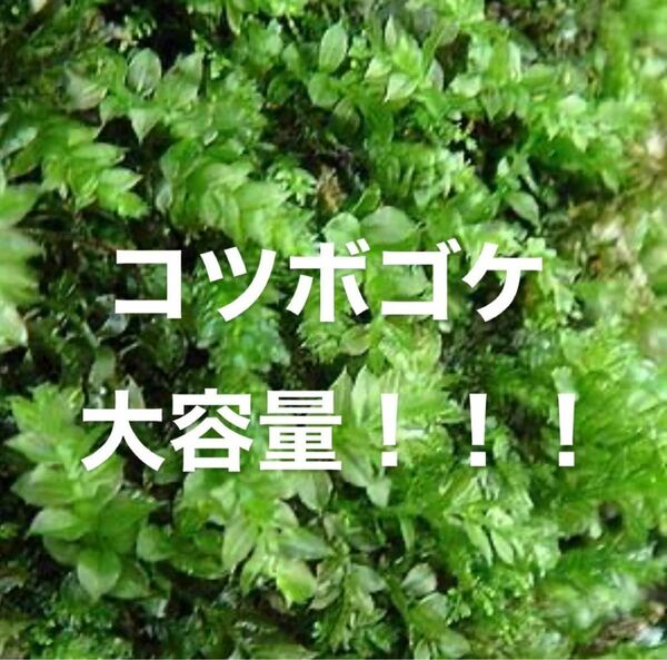 【大容量】コツボゴケ 苔 こけ 苔玉 苔庭 テラリウム アクアリウム 盆栽 苔リウム コケリウム 