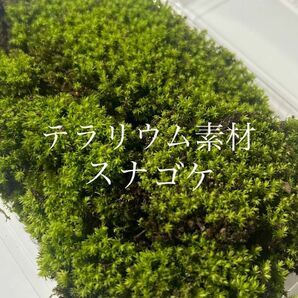 【テラリウム素材】スナゴケMパック 砂苔 苔 コケ こけ 苔玉 苔庭 盆栽 テラリウム アクアリウム 山苔 庭植え パルダリウム 