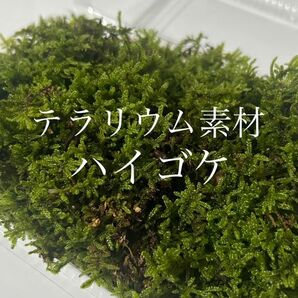 【テラリウム素材】ハイゴケMパック 苔 コケ こけ 苔玉 苔庭 盆栽 テラリウム アクアリウム パルダリウム 鉢植え 観葉植物