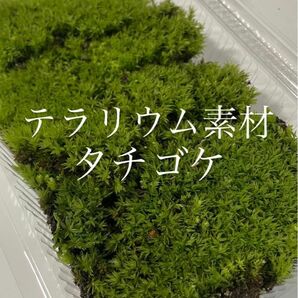 【テラリウム素材】タチゴケMパック 苔 コケ こけ 苔玉 苔庭 盆栽 テラリウム コケリウム アクアリウム パルダリウム 観葉植物