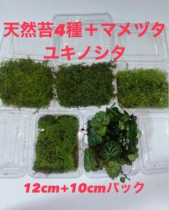 【天然苔4種セット＋マメヅタ＆ユキノシタ】コケ こけ テラリウム 苔玉 苔庭 ハイゴケ シノブゴケ スナゴケ コツボゴケ