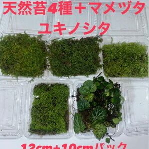 【天然苔4種セット＋マメヅタ＆ユキノシタ】コケ こけ テラリウム 苔玉 苔庭 盆栽 パルダリウム アクアリウム 観葉植物 苔