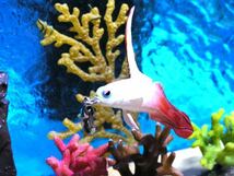 ★お魚携帯ストラップ　ハタタテハゼ　注目!!水族館海水魚ストラップ・ダイバーズアクセサリー _画像2