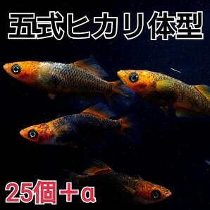 【めだかカンタービレ】【説明欄必読】☆五式ヒカリ体型☆有精卵25個＋α☆アクアリウム メダカ卵 めだか卵 水槽 水草 タイプr typerの画像1