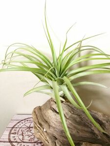 【Frontier Plants】チランジア・マリティマ　T.maritima　エアープランツ