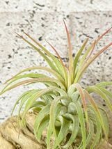 【Frontier Plants】チランジア・イオナンタ・ルブラ T. ionantha Rubra エアプランツ　ブロメリア_画像1