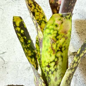 【Frontier Plants】【現品 花芽付き】ビルベルギア・ヴァルズジョイ Billbergia Val's Joy タンクブロメリアの画像1