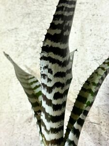 [Frontier Plants][ на данный момент товар ]ekmea*li балка поток образец Aechmea River Flow Pattern бак brome задний 