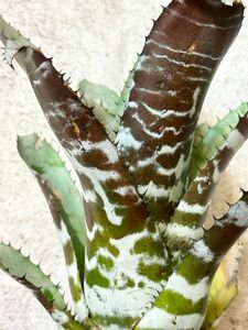 【Frontier Plants】【現品】エクメア・ブラックシャーク　Aechmea Black Shark タンクブロメリア