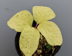 0428038. go in . flower yama paeonia lactiflora 