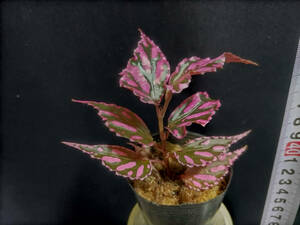 Begonia sp. julau ボッチ株　ベゴニア