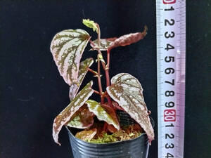 Begonia sp. Sarikei RIO便　ベゴニア