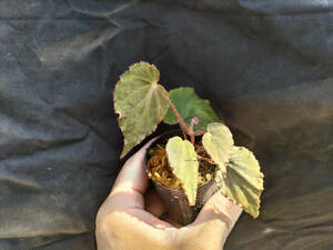 Begonia pavonina ②ベゴニア