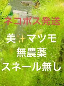 マツモ　10本（補償＋5本）計15本　無農薬　スネール無し　金魚のオヤツ　ビオトープ 