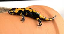 イタリアファイアサラマンダー 2023CB（Salamandra salamandra gigliolii)-113_画像5