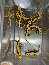 イタリアファイアサラマンダー 2023CB（Salamandra salamandra gigliolii)-113_画像10