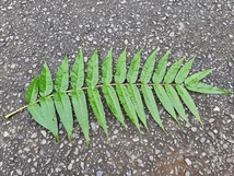 カラスザンショウの葉っぱ（4枝分、100枚以上）枝付き。ナミアゲハ、ミヤマカラスアゲハ、カラスアゲハ等の幼虫のエサ用。オマケあり_画像2