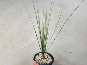 xanthorrhoea glauca hybrid　キサントロエア　グラウカ　ハイブリッド　クサントロエア　 カトーエンゲー　9