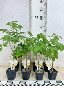 [ molasses source . Bb tree Mitsuba chi. tree 8 pot set 3 number free shipping ]# Japan Mitsuba chi# gold . side 