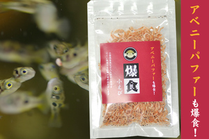 爆食小エビ　10ｇ　アベニーパファー　ミドリフグ　大型魚のベビー　【送料：定形外郵便１２０円】