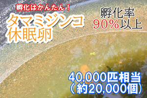 【送料無料】餌付き　タマミジンコ　休眠卵　40,000匹相当（約20,000個）　　耐久卵　メダカ　餌　ミジンコ　稚魚　上陸　イモリ　