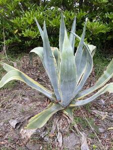  agave America -na yellow .. large stock rare receipt limitation (pick up) 