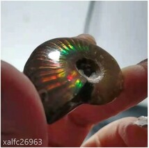 ap636: アンモライト マダガスカル 約40-50mm カタツムリ 化石 アンモナイト 天然 虹色 標本 鉱物 石巻き 貝 古生物 パワーストーン 新品_画像4