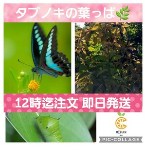 https://auc-pctr.c.yimg.jp/i/auctions.c.yimg.jp/images.auctions.yahoo.co.jp/image/dr000/auc0504/users/99586d7ba18d5cb4e8c9148618d02e6e9cede916/i-img1200x1200-1714077321x4xozr208696.jpg?pri=l&w=300&h=300&up=0&nf_src=sy&nf_path=images/auc/pc/top/image/1.0.3/na_170x170.png&nf_st=200