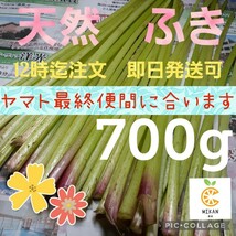 天然山菜　朝採り　山フキ　山ふき　野フキ　野ふき　フキ　ふき　蕗　700g_画像1