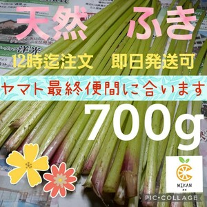 天然山菜　朝採り　山ふき　山フキ　野ふき　野フキ　フキ　ふき　蕗　700g