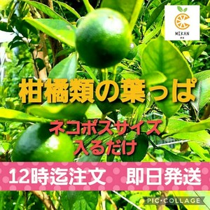 アゲハ幼虫の食草　柑橘系枝付き葉っぱ　若葉いり