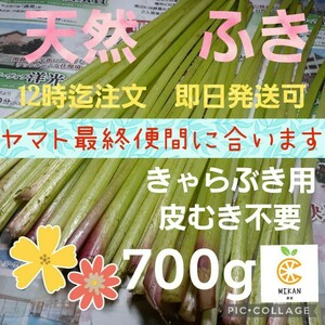 天然山菜　朝採り　山ふき　野フキ　ふき　フキ　蕗　きゃらぶき用　皮むき不要　細め　700g