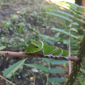 アゲハ幼虫の餌 カラスザンショウ 幼木、若木、成木の新芽、柔らか枝付き葉っぱのみ 100枚の画像4