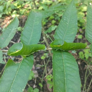 アゲハ幼虫の餌 カラスザンショウ 幼木、若木、成木の新芽、柔らか枝付き葉っぱのみ 100枚の画像3