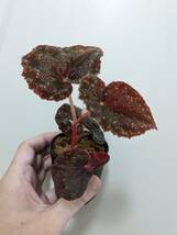 Begonia cf. curtisii 常湿株 その2（ベゴニア カーティシー・銀河系ベゴニア）_画像1