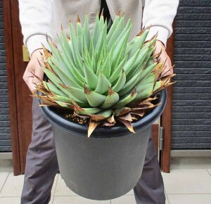 【現品】渦巻きアロエ　アロエ・ポリフェラ（Aloe Polyphylla）10号　Ⅰ