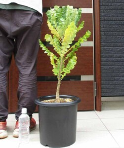 【現品】バンクシア・グランディス　Banksia grandis　９号　A2番