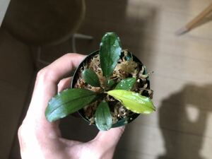 【TB便】 Bucephalandra sp. Serawai 1 ブセファランドラ 水草 熱帯植物