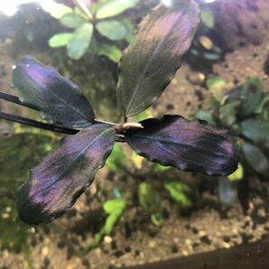 Bucephalandra ブセファランドラ Blue Metal ブルーメタル 水草 熱帯植物の画像2