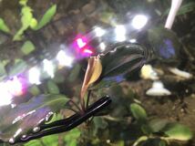 1円スタート Bucephalandra ブセファランドラ Metallic Dark Red メタリックダークレッド 水草 熱帯植物_画像7