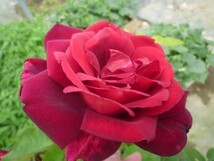 ★バラ苗★ＣｌＨＴ★　つるオクラホマ　◎深黒赤の花が濃厚な香りを放ちます♪　６号_画像2