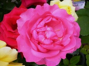 ★バラ苗★ＨＴ★　イブ ピアッチェ　◎しゃくやく咲きの香り豊かな花♪　6号