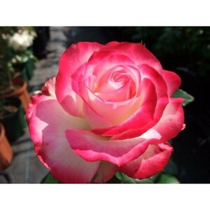 ★バラ苗★ＣｌＦ★　つるジュビレデュ プリンス ドゥ モナコ　◎鮮赤白が美しいたいへん華やかなバラです♪　６号