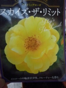 ★バラ苗★Ｃｌ★　スカイズ ザ リミット　◎非常に強健で育てやすい品種です♪　７号