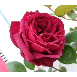 ★バラ苗★ＣｌＨＴ★　つるオクラホマ　◎深黒赤の花が濃厚な香りを放ちます♪　７号