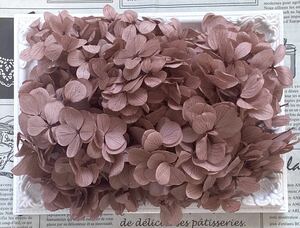  preserved flower Atlantis hydrangea 20g rom and rear (before and after) smoky pink 