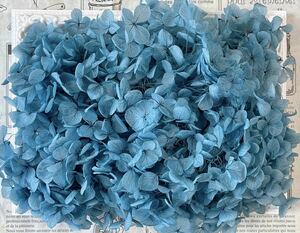  preserved flower hole bell hydrangea 20g rom and rear (before and after) turquoise blue 