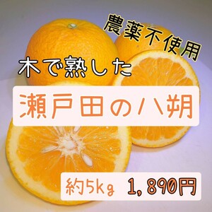 八朔　広島県瀬戸田産　農薬不使用・木成完熟