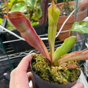 H.sarracenioides x minor Burgundy blackヘリアンフォラ  Heliamphora 食虫植物 ネペンテス 観葉植物の画像2